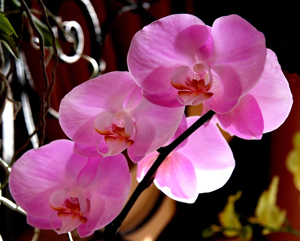 Delicadas orquídeas