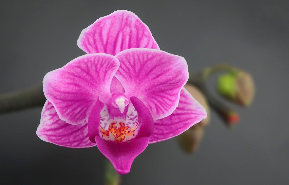 Flor de la orquídea
