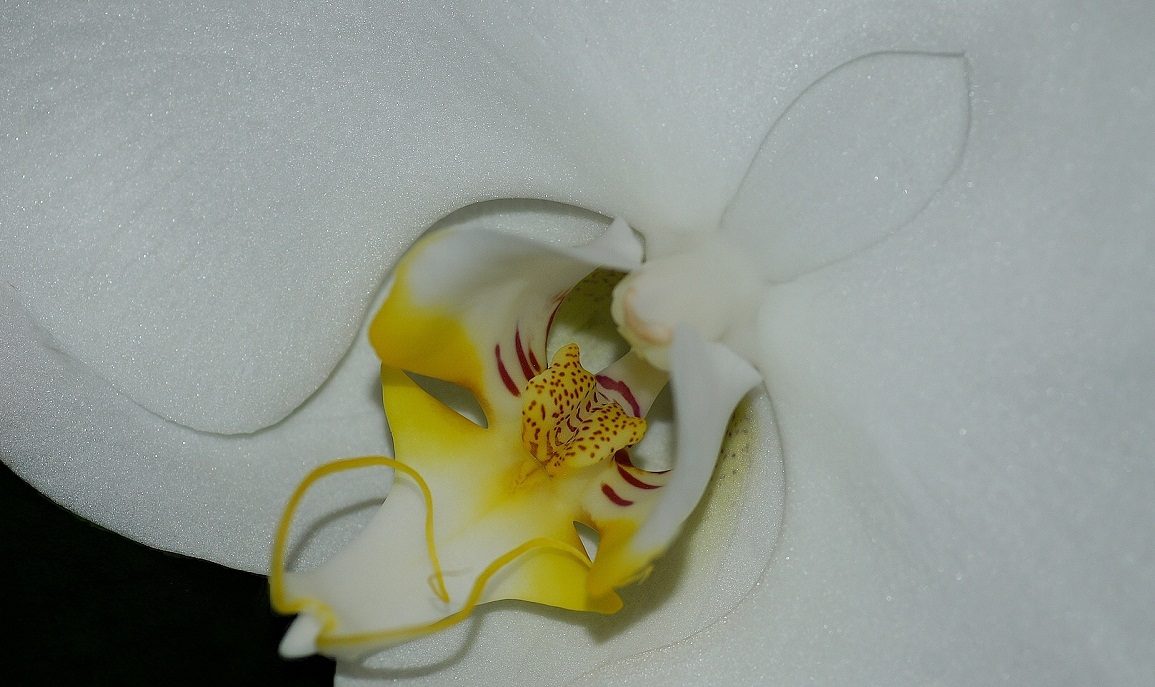 Orquídea blanca HD