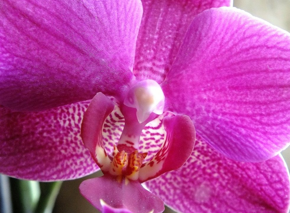 Orquídeas HD
