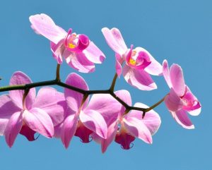 Consejos para cultivar orquídeas