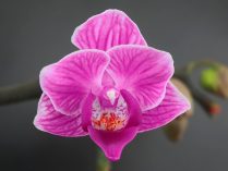 Flor de la orquídea