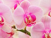 Flores de orquídeas