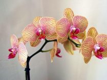 Flores orquídeas