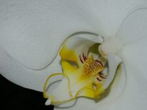 Orquídea blanca HD