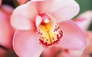 Flores de las orquídeas