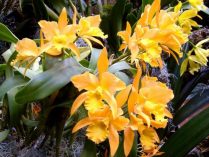 Orquídeas amarillas