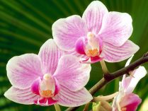 Orquídeas silvestres