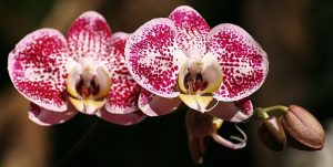 Significado de las orquídeas