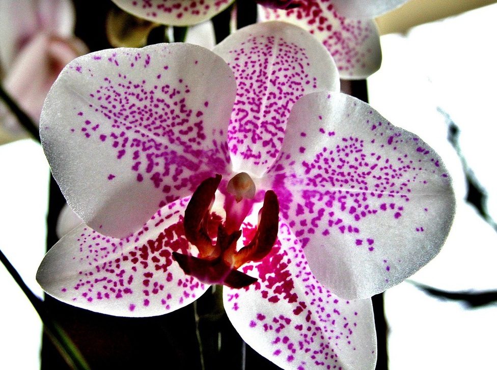 Orquídea rosa y blanca :: Imágenes y fotos