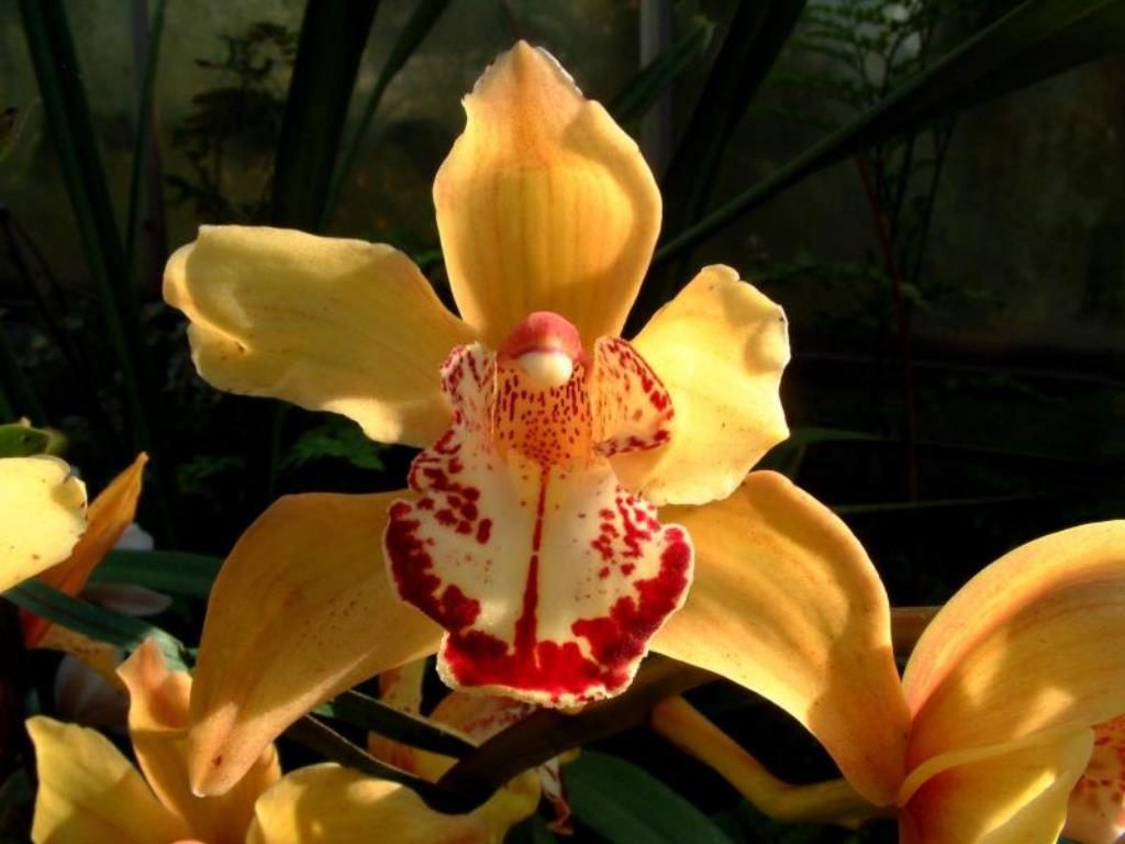Orquídea silvestre amarilla :: Imágenes y fotos